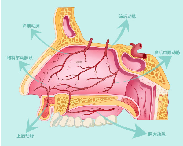 鼻出血的位置