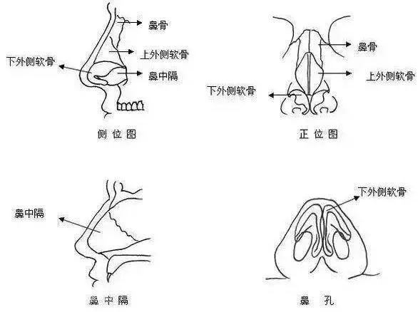 鼻部结构